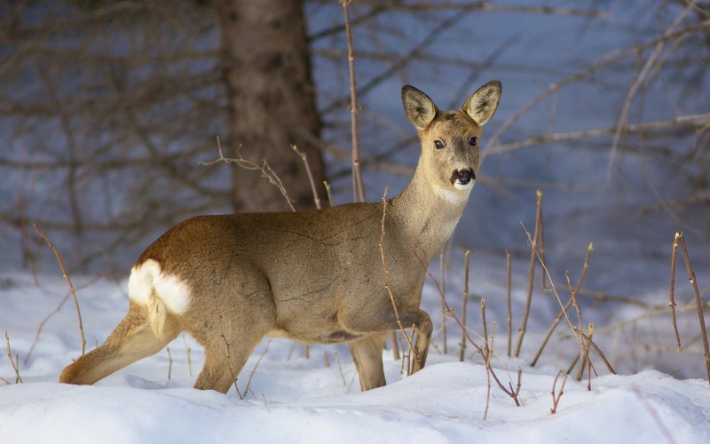 Косуля Сибирская (capreolus pygargus Pall.)