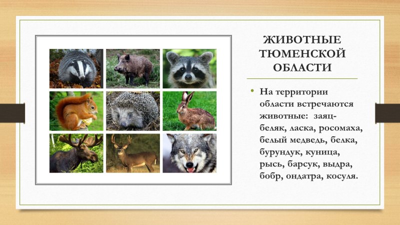 Животный мир Тюменской области