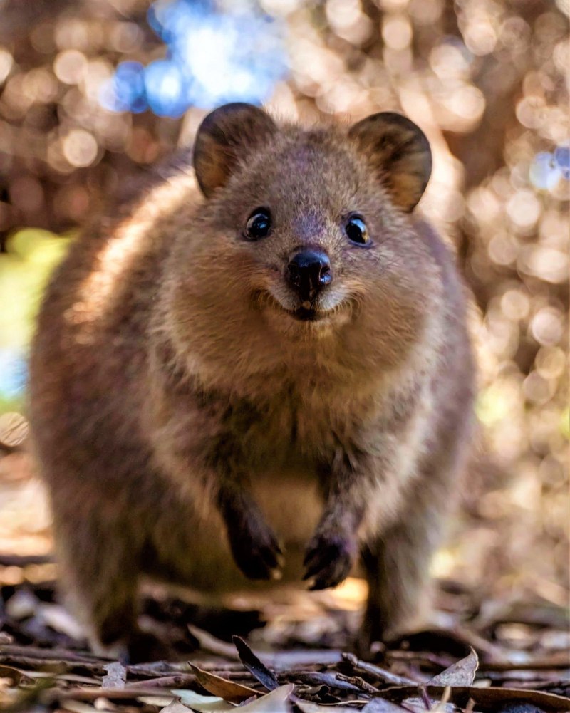 Quokka животное