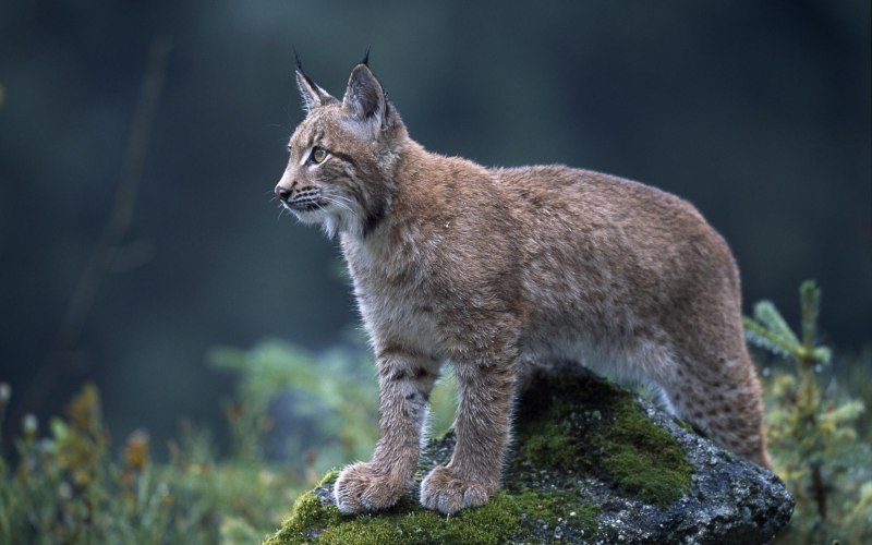 Обыкновенная Рысь Lynx Lynx