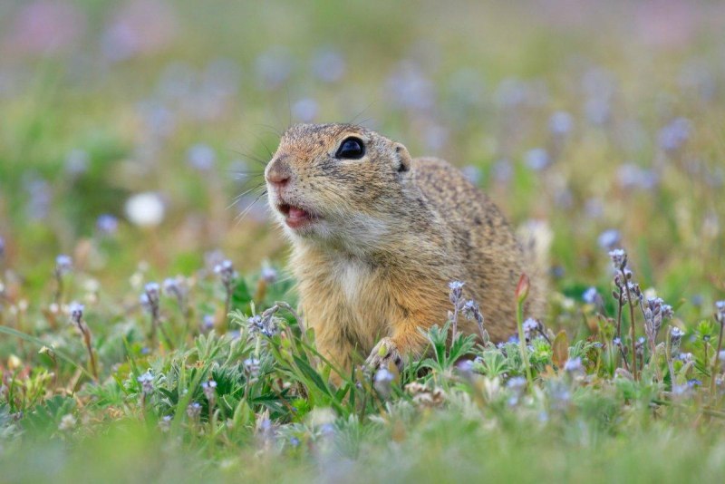 Gopher