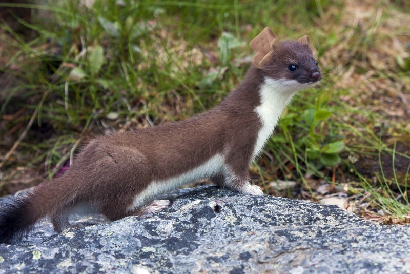 Ласка обыкновенная (Mustela nivalis)