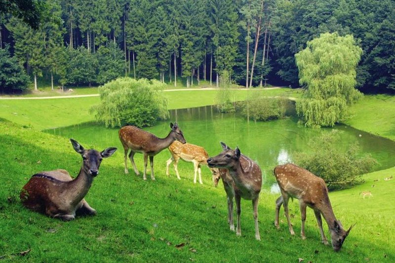 Парк Wild Park Schwarze Berge