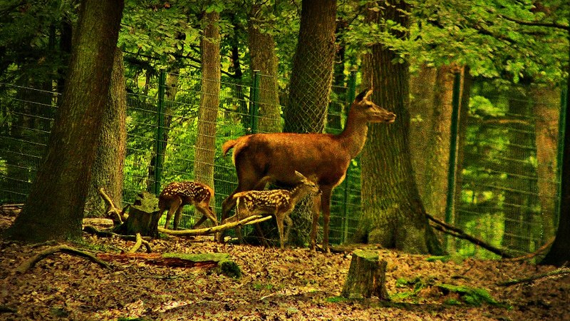 Косуля Самурский лес