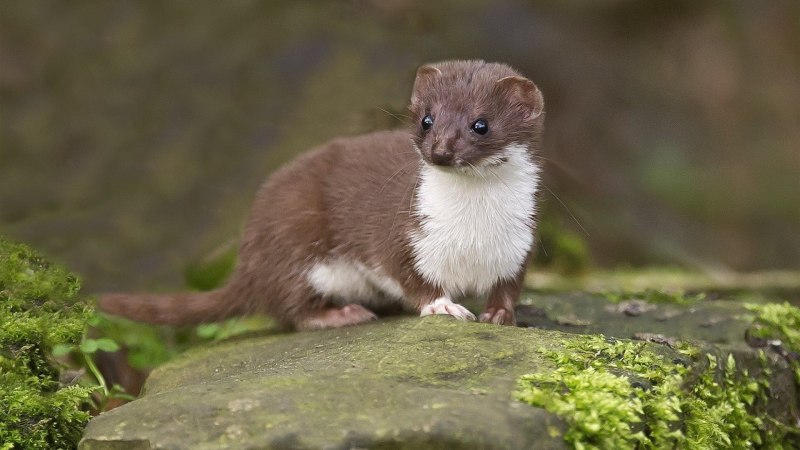 Ласка обыкновенная (Mustela nivalis)