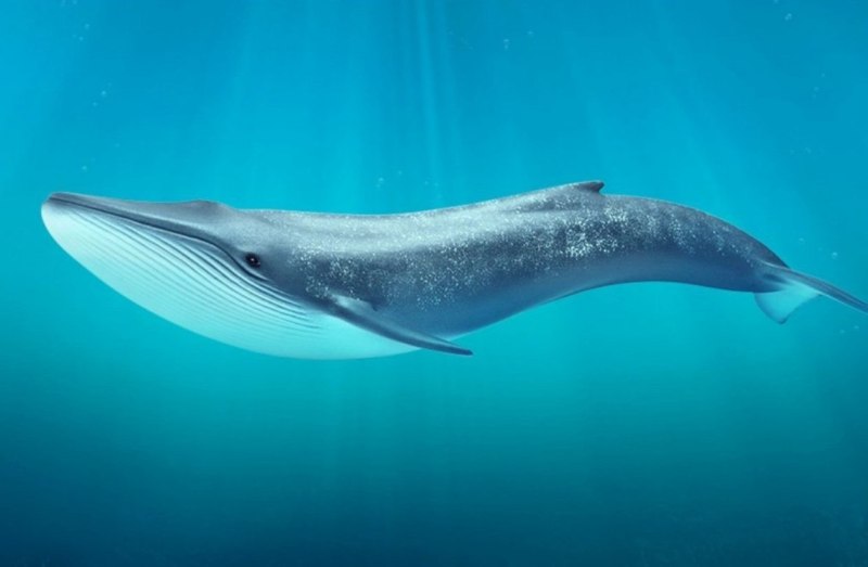 Голубой кит Balaenoptera musculus