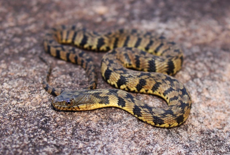 Nerodia rhombifer
