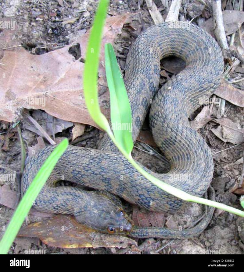 Nerodia rhombifer