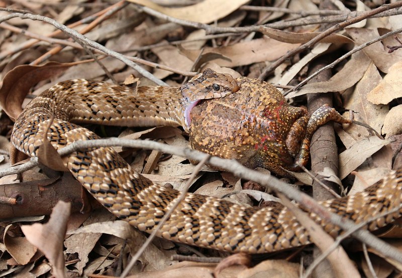 Causus rhombeatus