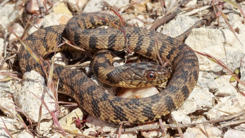 Nerodia rhombifer
