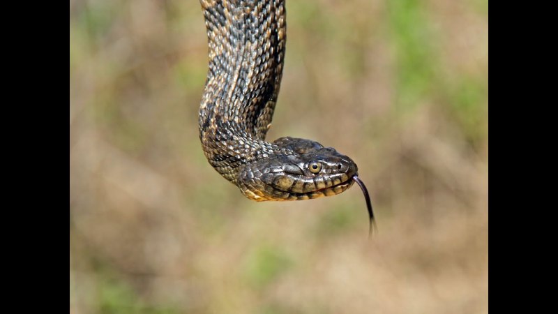 Diamondback Watersnake