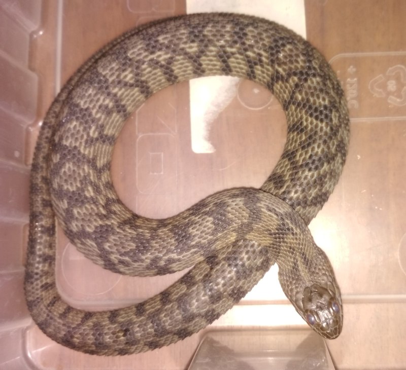 Nerodia rhombifer