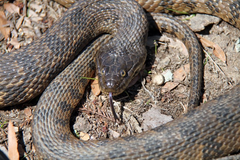 Nerodia rhombifer