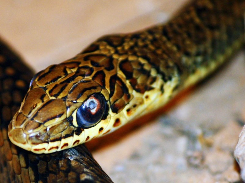Causus rhombeatus