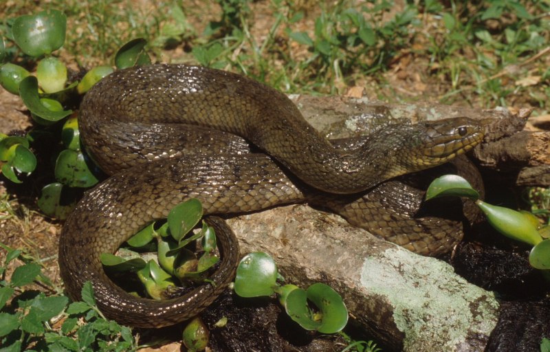 Nerodia floridana