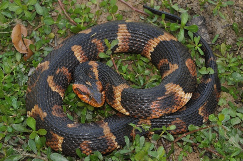 Nerodia floridana