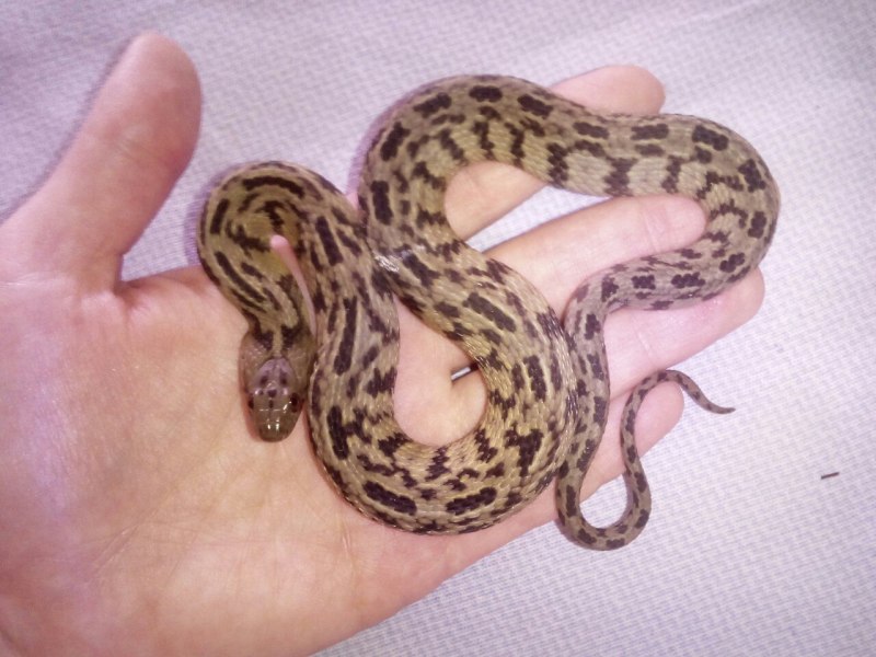 Nerodia rhombifer