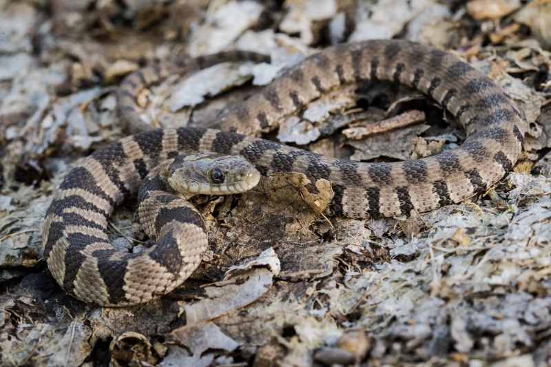 Nerodia sipedon