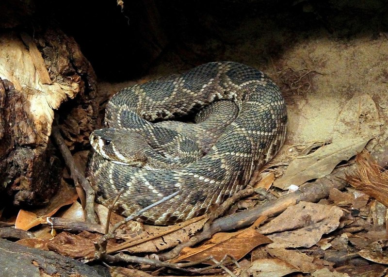 Crotalus adamanteus