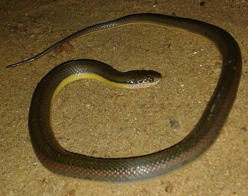 Clonophis kirtlandii