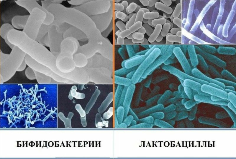 Пробиотические микроорганизмы бифидобактерии
