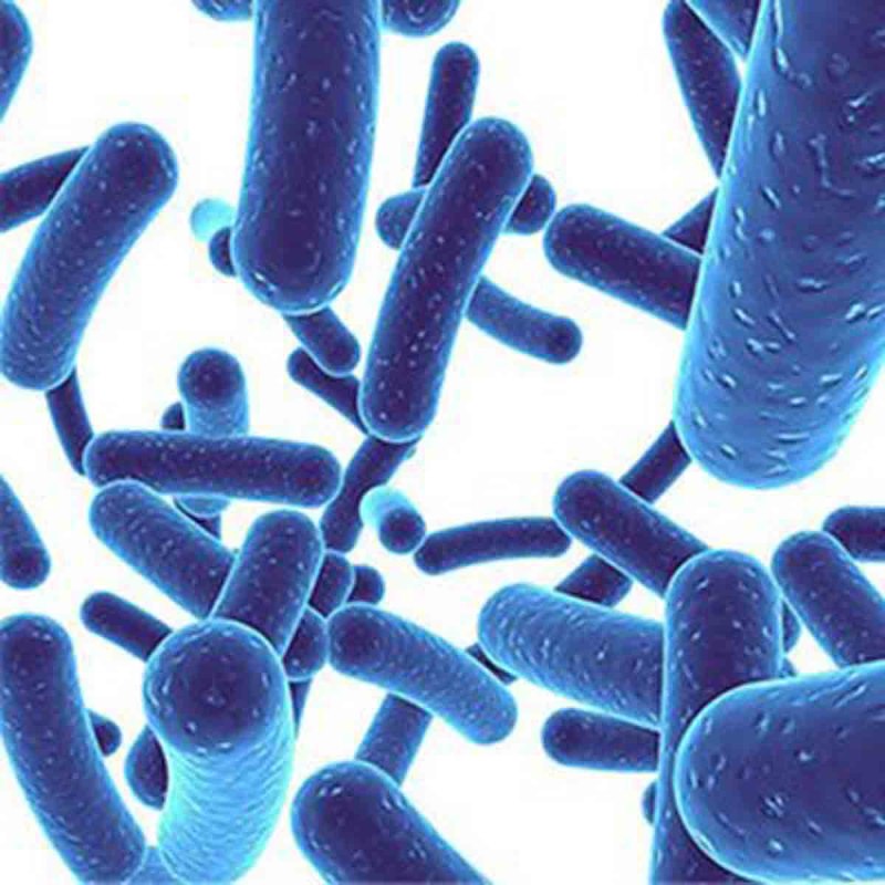 Bifidobacterium bifidum
