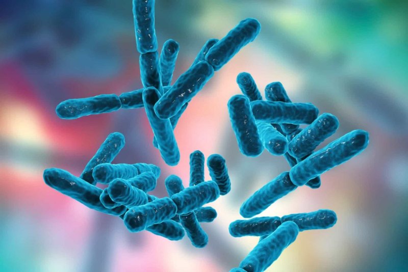 Бифидобактерии (Bifidobacterium)