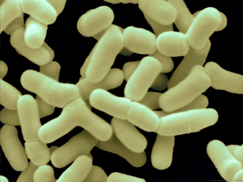Bifidobacterium bifidum