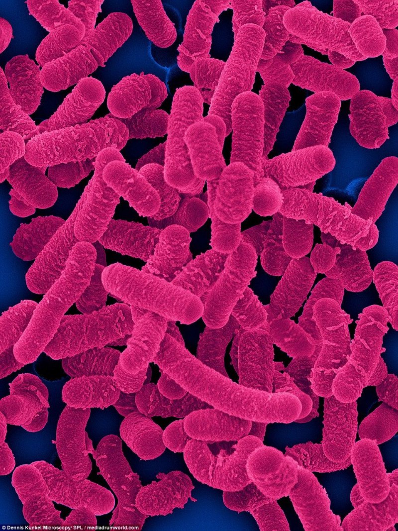 Lactobacillus plantarum микроскоп