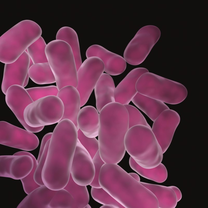 Lactobacillus helveticus