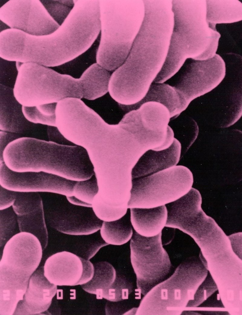 Bifidobacterium bifidum