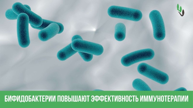 Бактерии в форме палочки