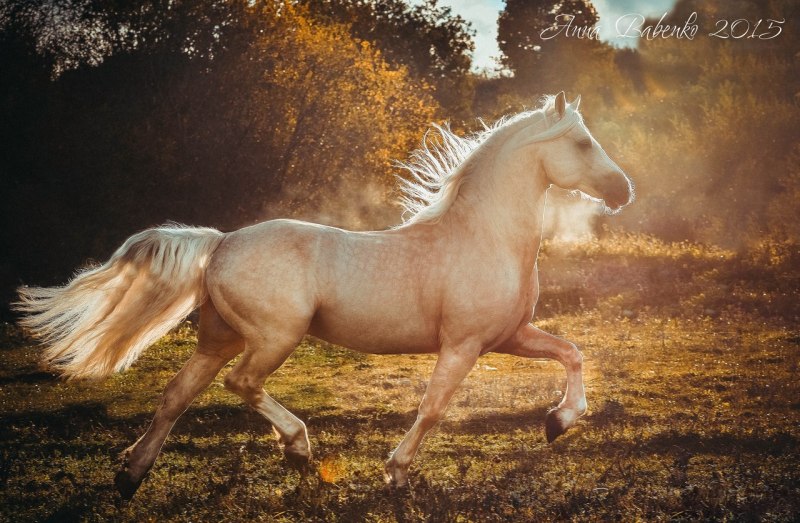 Welsh COB порода лошади