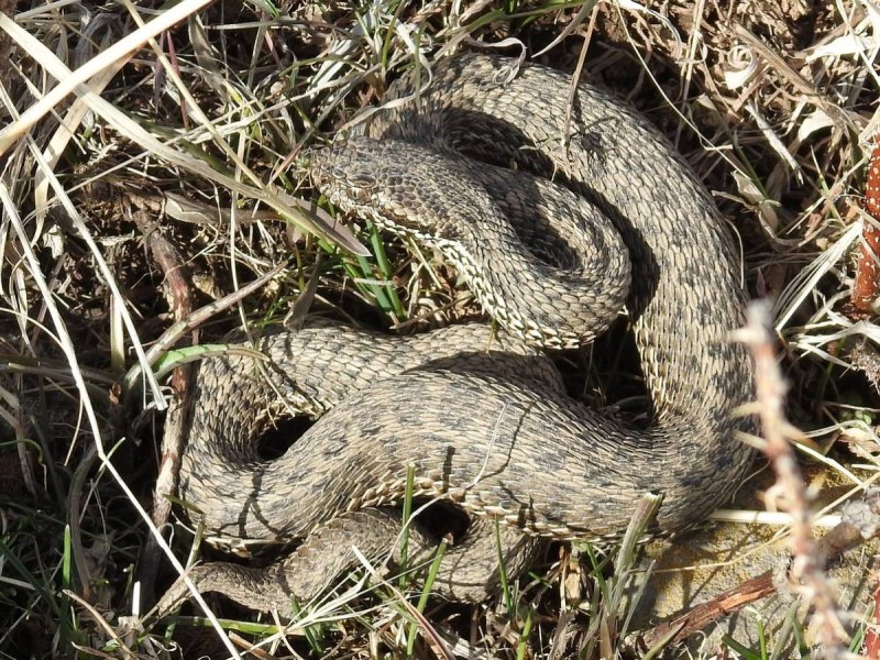 Восточная Степная гадюка Vipera Renardi (Christoph, 1861)