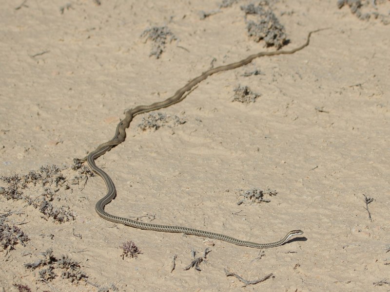 Psammophis lineolatus