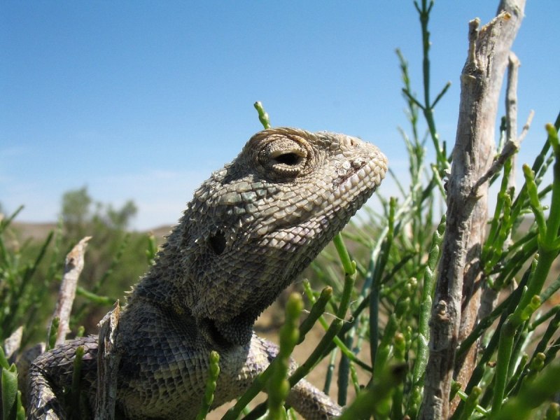 Степная агама (Trapelus sanguinolentus)