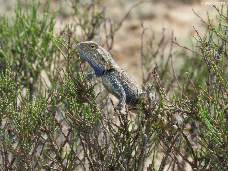 Trapelus sanguinolentus