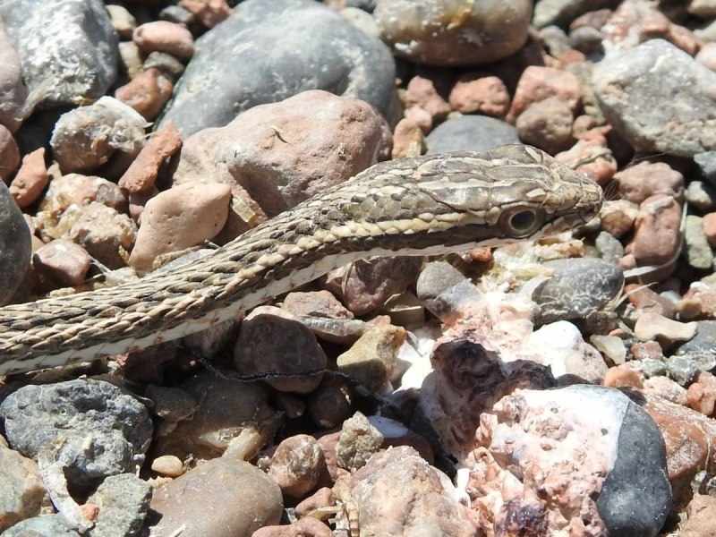 Стрела-змея (Psammophis lineolatus)