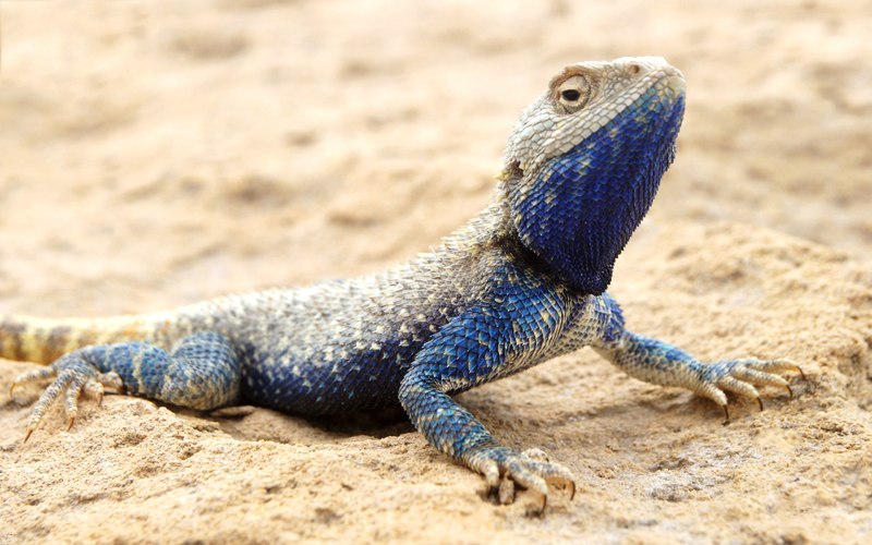 Trapelus sanguinolentus