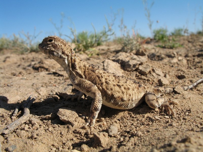 Phrynocephalus helioscopus Такырная круглоголовка