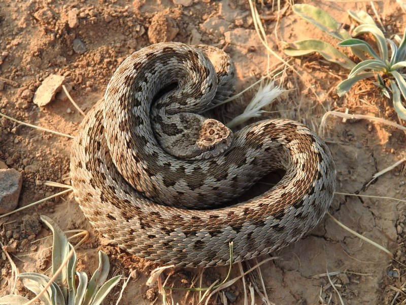 Степная гадюка (Vipera Renardi)