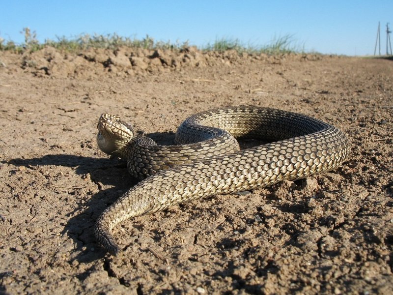 Восточная Степная гадюка (Vipera (Pelias) Renardi)