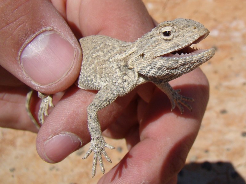 Степная агама (Trapelus sanguinolentus)
