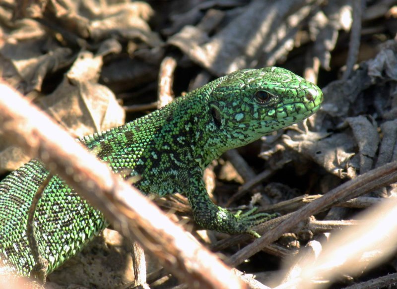 Lacerta Agilis Linnaeus