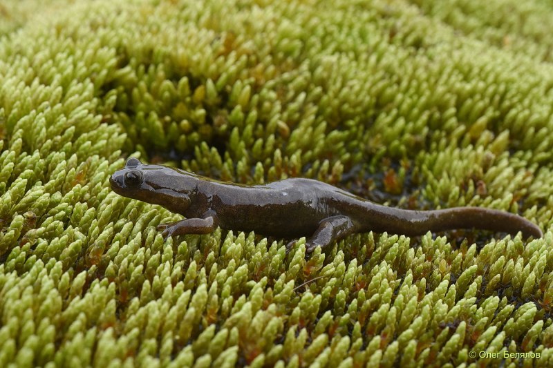 Семиреченский лягушкозуб, Ranodon sibiricus