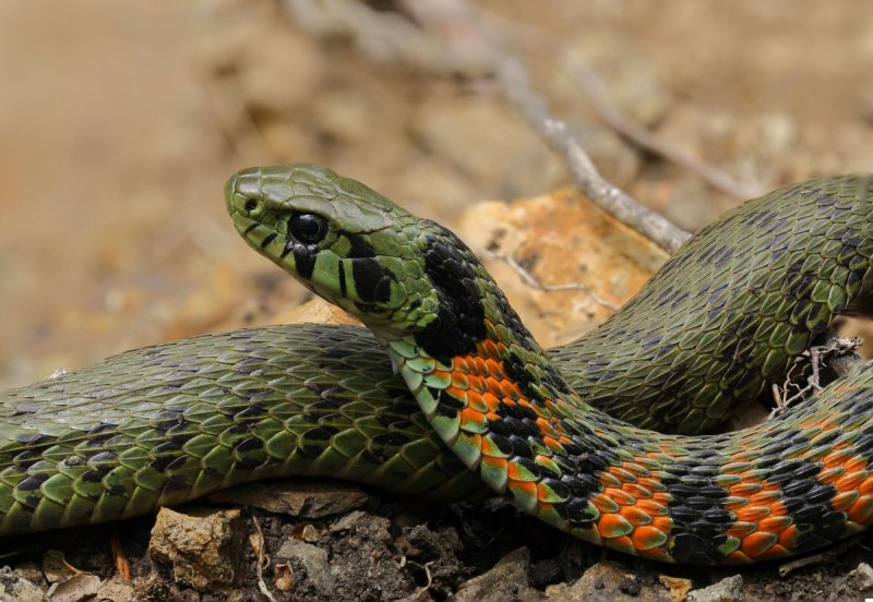 Тигровый уж Rhabdophis tigrinus
