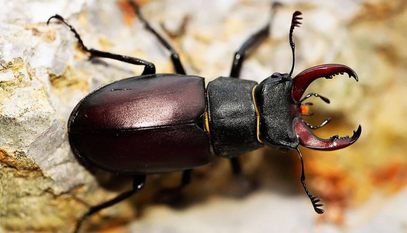 Жук олень Lucanus