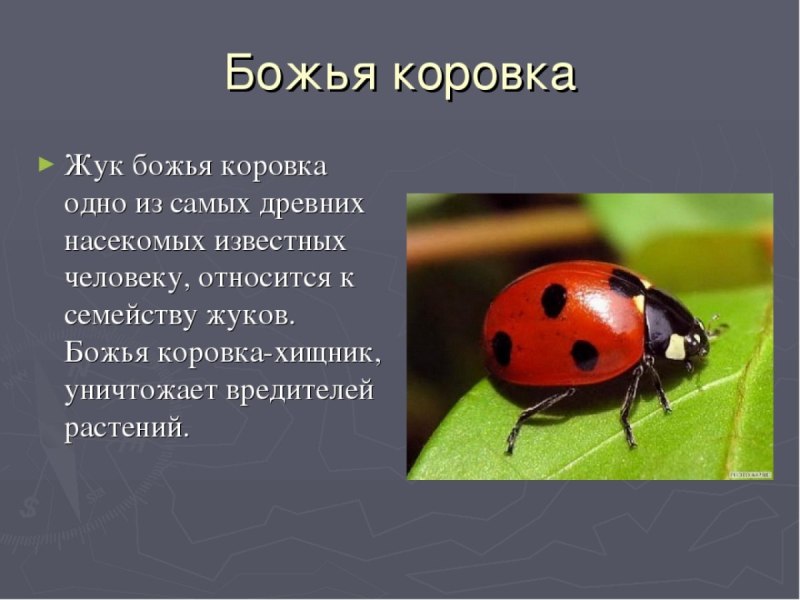 Божья коровка описание для детей