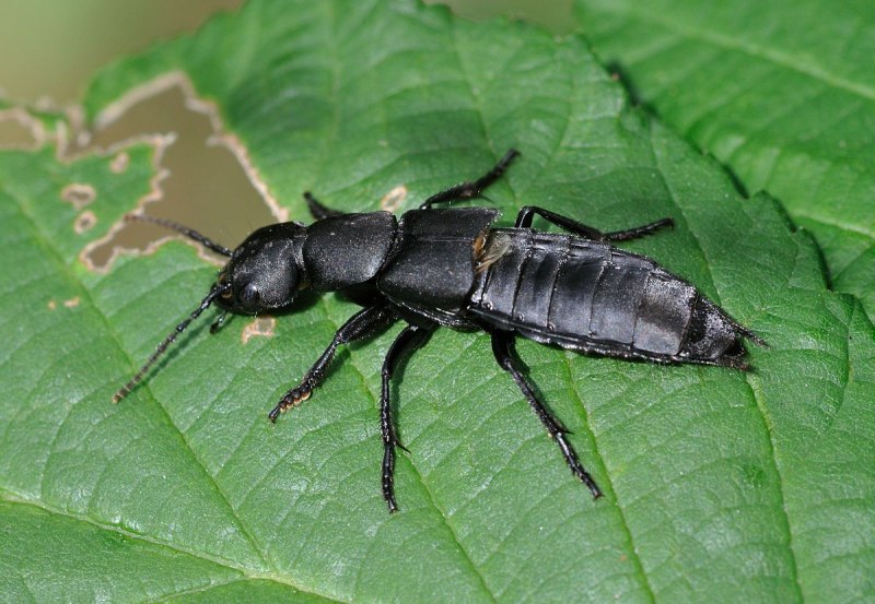 Стафилин пахучий (Ocypus Olens)