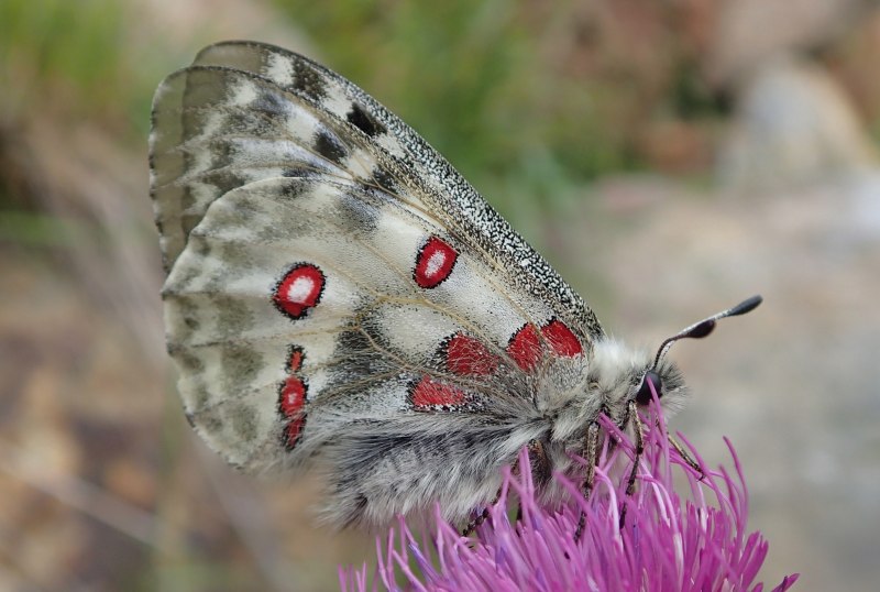 Аполлон -Parnassius Apollo (Linnaeus, 1758)
